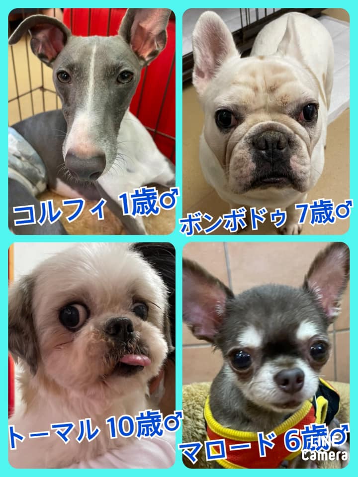 🐾今日の里親様募集中ワンコ🐶メンバーです🐾2021,8,20